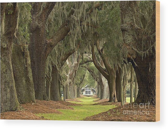 Avenue Of The Oaks Wood Print featuring the photograph Oaks Of The Golden Isles by Adam Jewell
