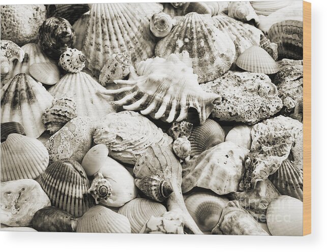 Seashell Wood Print featuring the photograph Ocean Seashells 1 B W by Andee Design