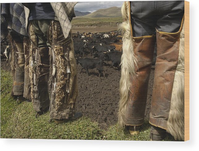 Feb0514 Wood Print featuring the photograph Ocelot Fur And Goat Hair Chaps Ecuador by Pete Oxford