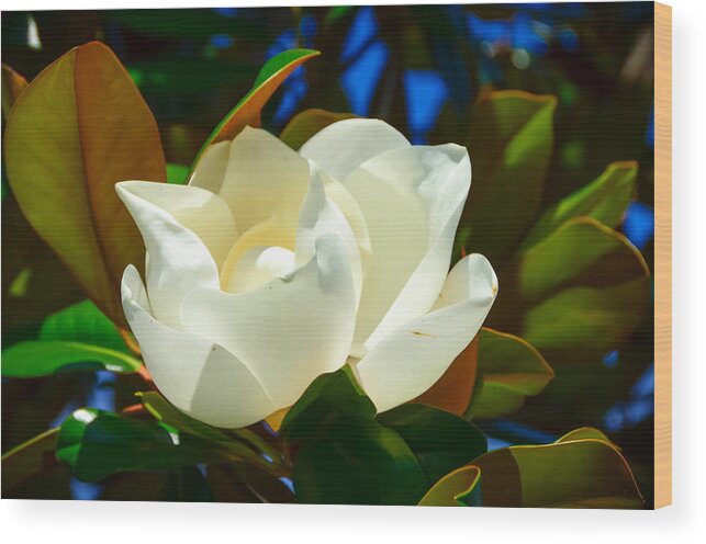 Magnolia Wood Print featuring the photograph Oh Sweet Magnolia by Debra Martz