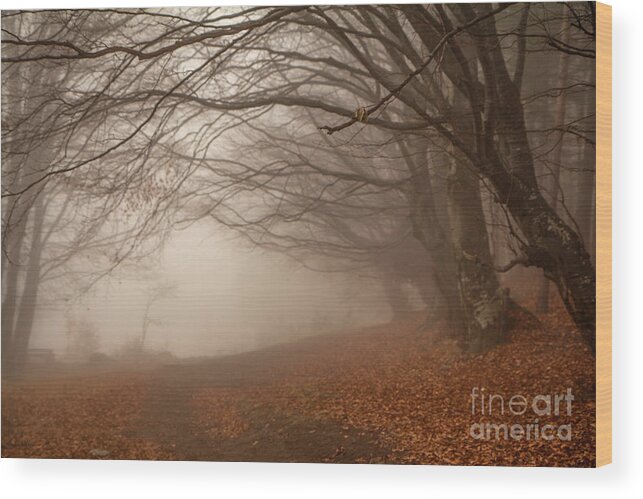 Auatomn Wood Print featuring the photograph Old Beech Trees In Fog by Jivko Nakev