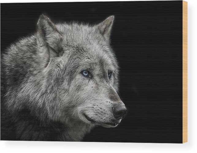 Wolf Wood Print featuring the photograph Old blue eyes by Paul Neville