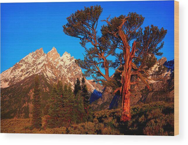 Limber Pine Wood Print featuring the photograph Old Patriarch by Aaron Whittemore