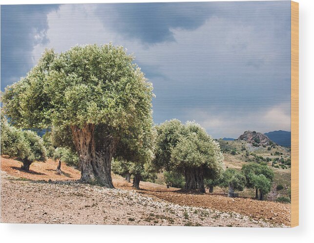 Travel Wood Print featuring the photograph Olive grove by Mike Santis