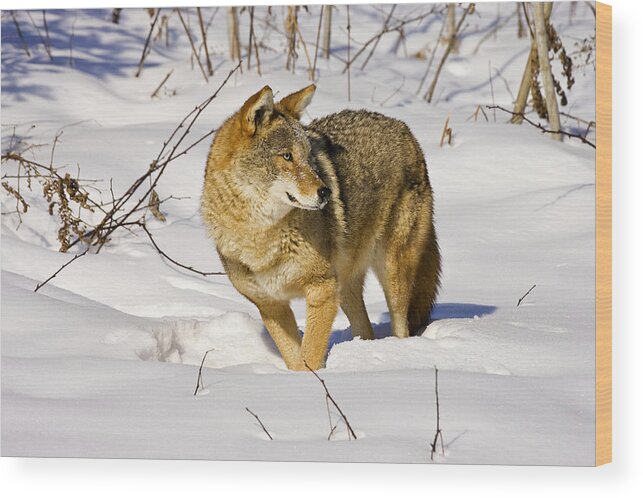Coyote Wood Print featuring the photograph On Alert by Jack Milchanowski