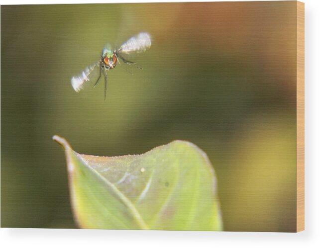 Macro Wood Print featuring the photograph On Approach for Landing by Jason Politte