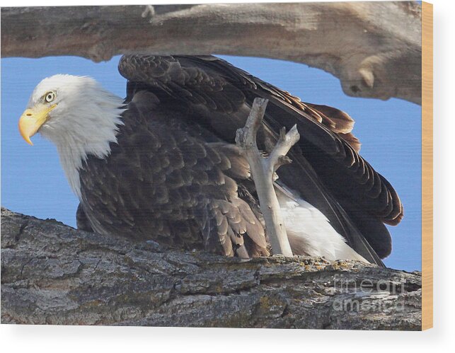 Colorado Wood Print featuring the photograph On Guard by Bob Hislop