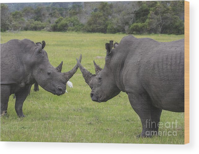 Rhino Wood Print featuring the photograph Horn to Horn by Jennifer Ludlum