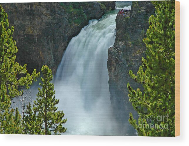 Yellowstone Wood Print featuring the photograph On The Edge by Nick Boren