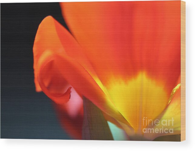 Tulip Wood Print featuring the photograph On the Edge by Stacey Zimmerman