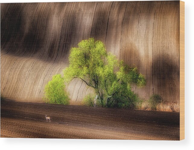 Moravia Wood Print featuring the photograph On The Fields by Piotr Krol (bax)
