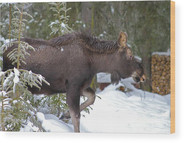 Moose Wood Print featuring the photograph On The Move by Rick Monyahan