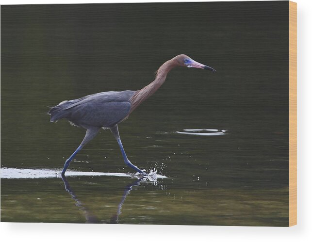 Reddish Egret Wood Print featuring the photograph On The Run by Gary Hall