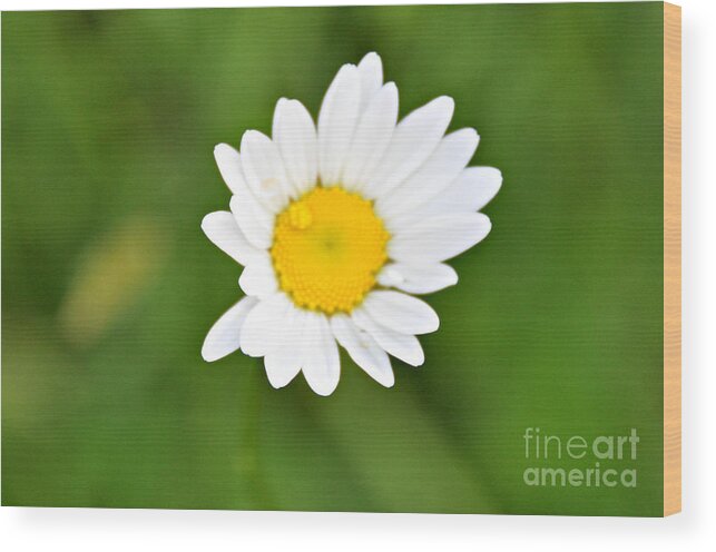 Daisy Wood Print featuring the photograph One Drop by Mindy Bench