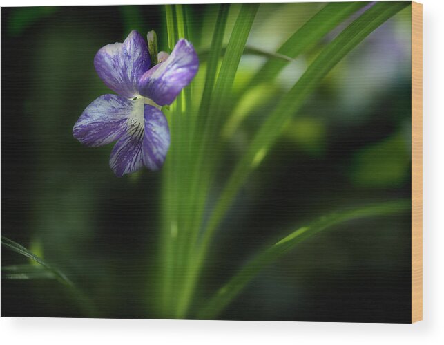 Purple Violet Wood Print featuring the photograph One Fine Morning by Michael Eingle