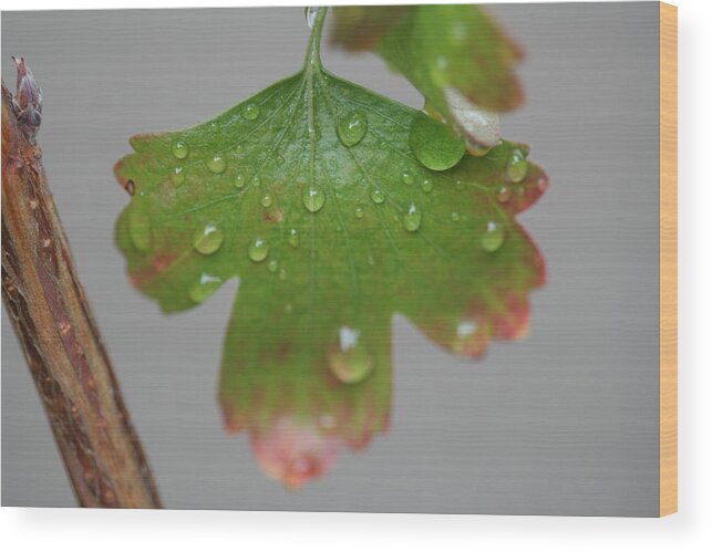 Leaf Wood Print featuring the photograph Rain drops on Leaf by Valerie Collins