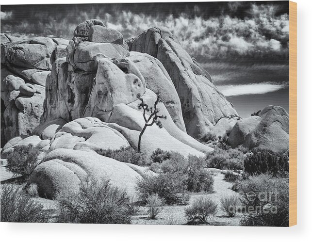 Joshua Tree Wood Print featuring the photograph One Tree Hill by Jennifer Magallon
