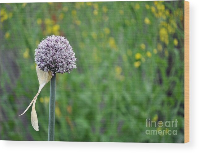 One Flower Onion Garlic Bloom Seed Floral Garden Green Purple Pink Seedling Plant Vegetable Yellow Green Gwyn Newcombe Wood Print featuring the photograph Only One by Gwyn Newcombe