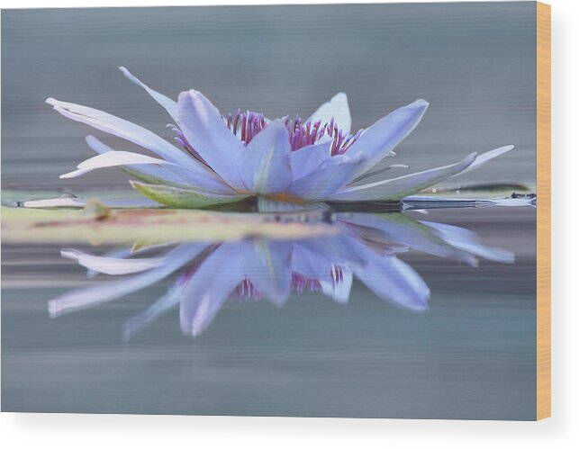 Water Lily Wood Print featuring the photograph Open to the Sun by Leda Robertson