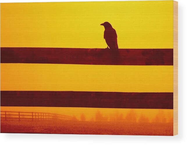 Crow Wood Print featuring the photograph Opportunist in Orange by Carlee Ojeda
