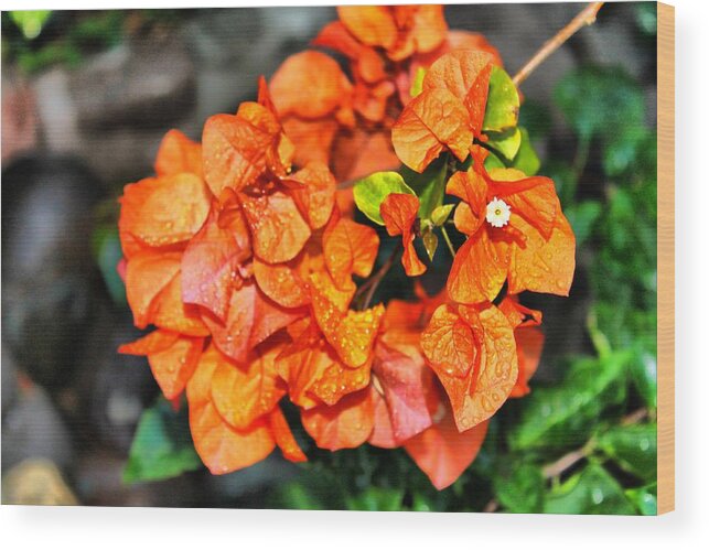 Flowers Wood Print featuring the photograph Orange Beauty by Debbie Levene