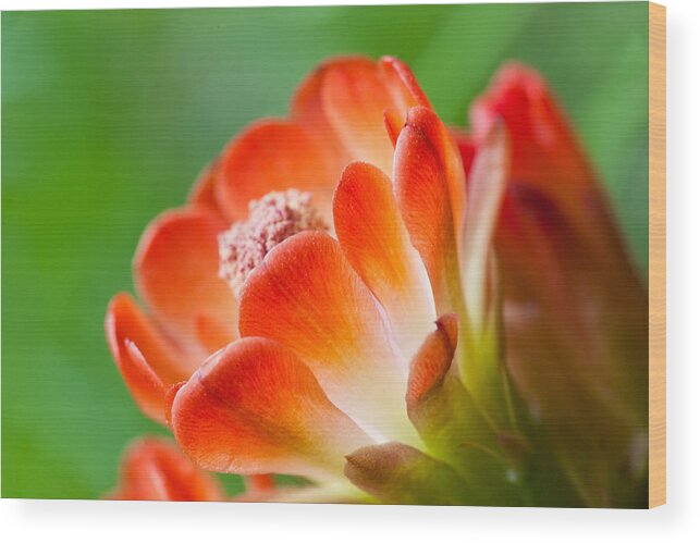 Claret Cup Cactus Wood Print featuring the photograph Orange Burst by Eggers Photography