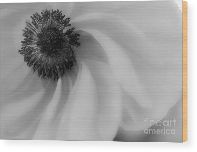 Flower Wood Print featuring the photograph Orange Flower in Black and White by Michael Arend