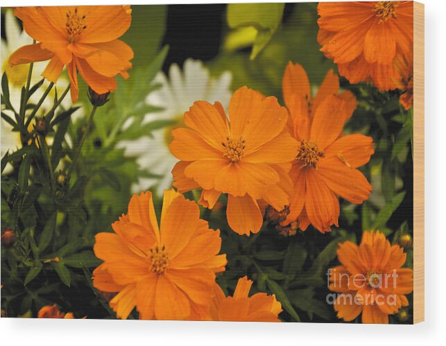 Orange Wood Print featuring the photograph Orange Flowers by William Norton