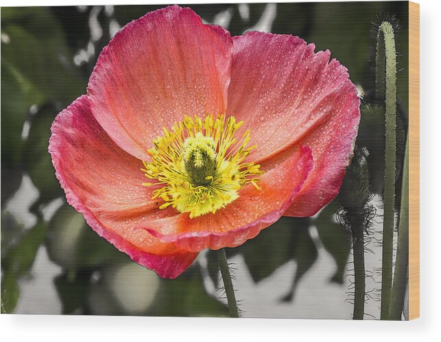 Poppy Wood Print featuring the digital art Orange Poppy by Photographic Art by Russel Ray Photos