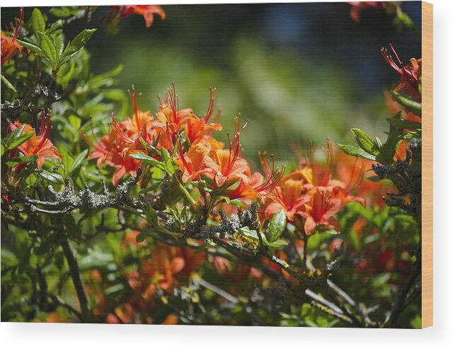 Orange Wood Print featuring the photograph Orange Rhododendron by Spikey Mouse Photography