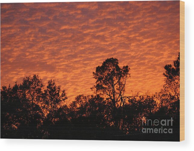 Burnt Wood Print featuring the photograph Orange Sunset by D Wallace