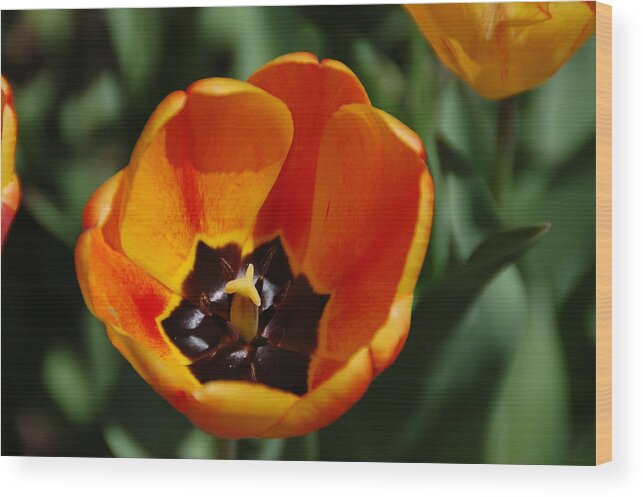 Orange Tulip Wood Print featuring the photograph Orange Tulip by Aimee L Maher ALM GALLERY