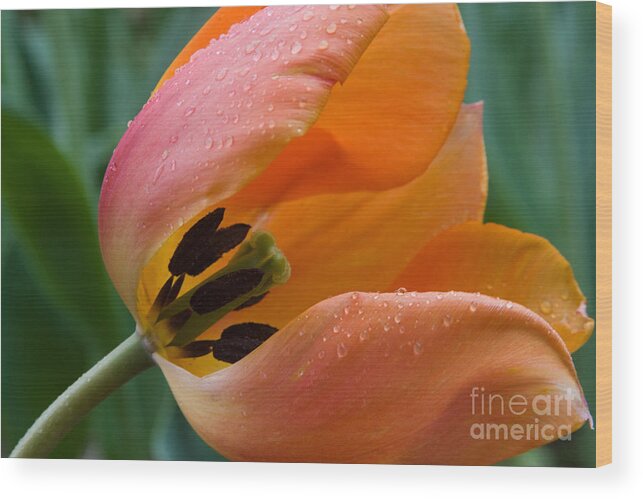 Tulips Wood Print featuring the photograph Orange Tulip by Chris Scroggins