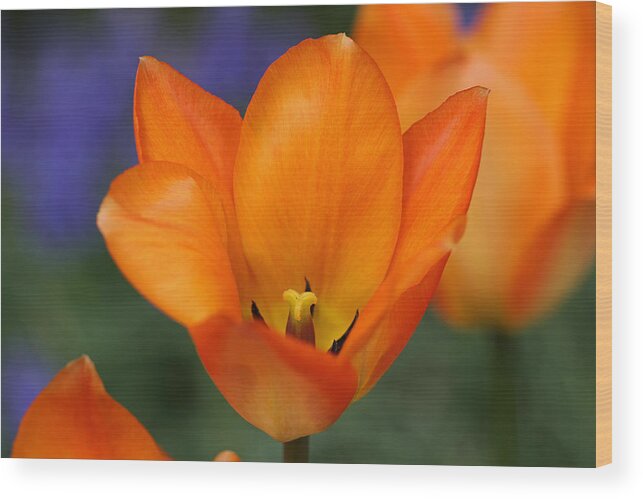 Tulip Wood Print featuring the photograph Orange Tulip by Juergen Roth