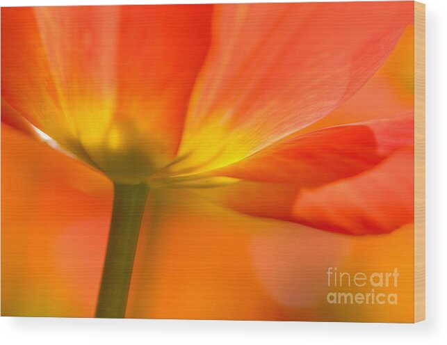 Nature Wood Print featuring the photograph Orange Tulip by Oscar Gutierrez