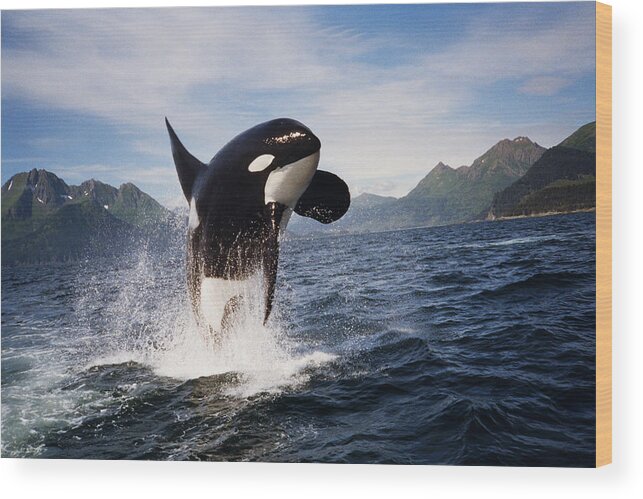 Orca Wood Print featuring the photograph Orca breach by Richard Johnson