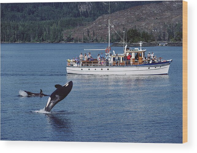 Feb0514 Wood Print featuring the photograph Orca Leaping And Whale Watchers by Flip Nicklin