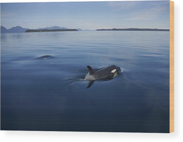 Hiroya Minakuchi Wood Print featuring the photograph Orca Pair Surfacing Prince William by Hiroya Minakuchi