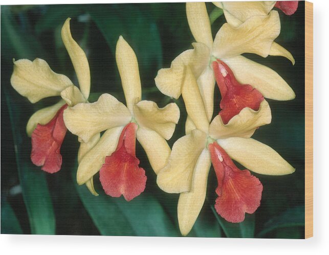 Flower Wood Print featuring the photograph Orchid 11 by Andy Shomock