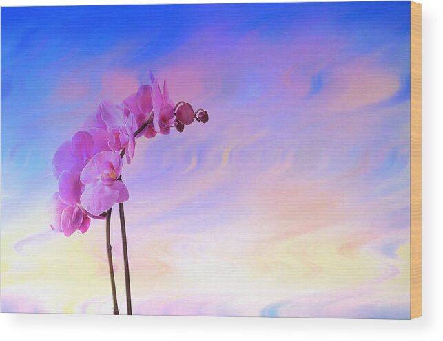 Orchid Wood Print featuring the photograph Orchid in blue by Ricardo Dominguez