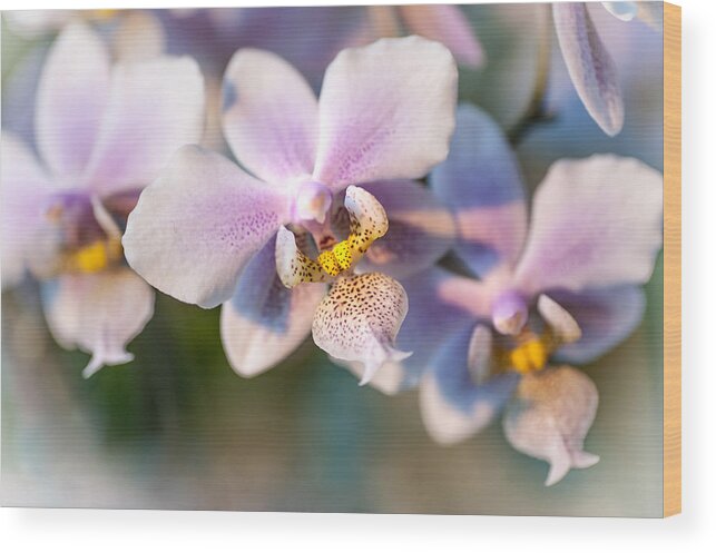 Orchid Wood Print featuring the photograph Orchid Macro 3 by Jenny Rainbow