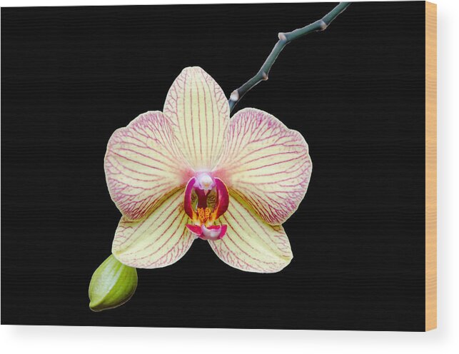 Orchid Wood Print featuring the photograph Orchid on Velvet by Georgette Grossman