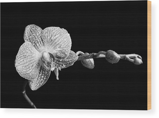 Orchid Wood Print featuring the photograph Orchid Phalaenopsis flower by Michalakis Ppalis