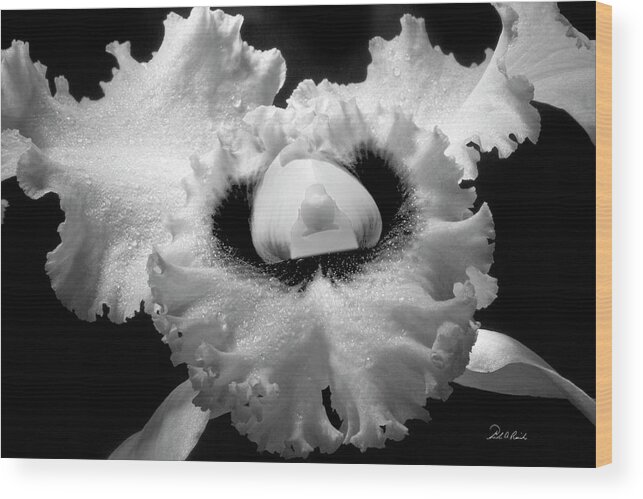 Photography Wood Print featuring the photograph Orchid with Black Wings by Frederic A Reinecke