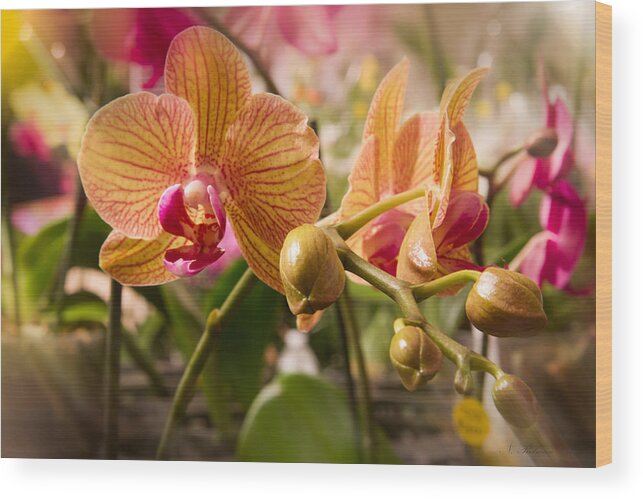 Photograph Wood Print featuring the photograph Orchids 1 by Natalie Rotman Cote