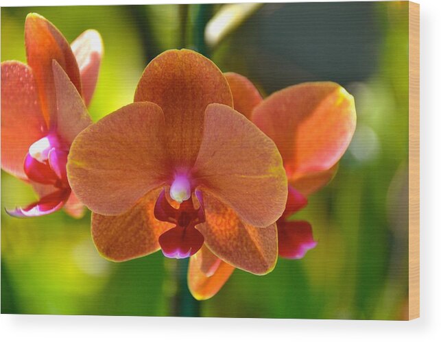 Orchids Wood Print featuring the photograph Orchids by Lehua Pekelo-Stearns
