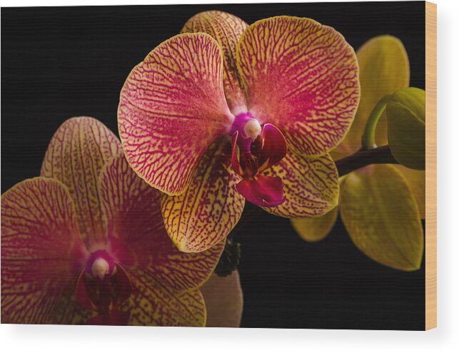 Fjm Multimedia Wood Print featuring the photograph Orchids by Frank Mari
