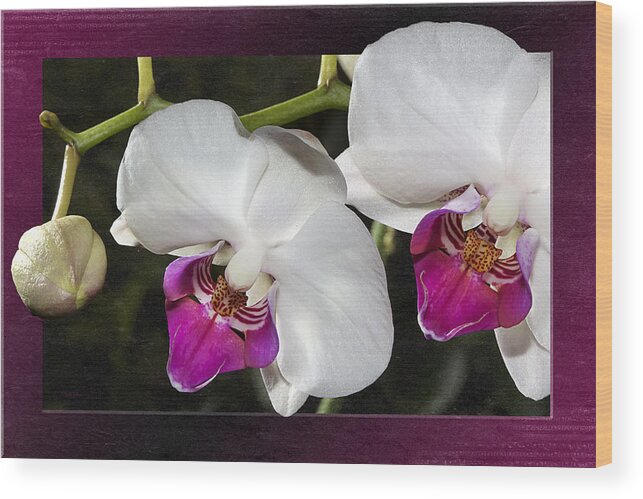 Orchids Wood Print featuring the photograph Orchids In A Fuchsia Frame by Phyllis Denton