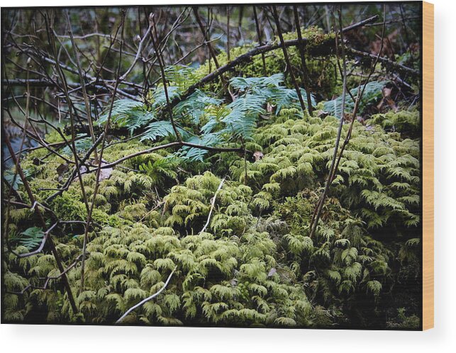  Wood Print featuring the digital art Oregon Forest Floor by Milton Thompson