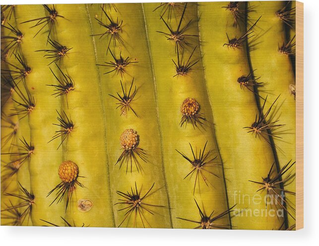 Organ Pipe Cactus Wood Print featuring the photograph Organ Pipe Cactus Detail by Vivian Christopher